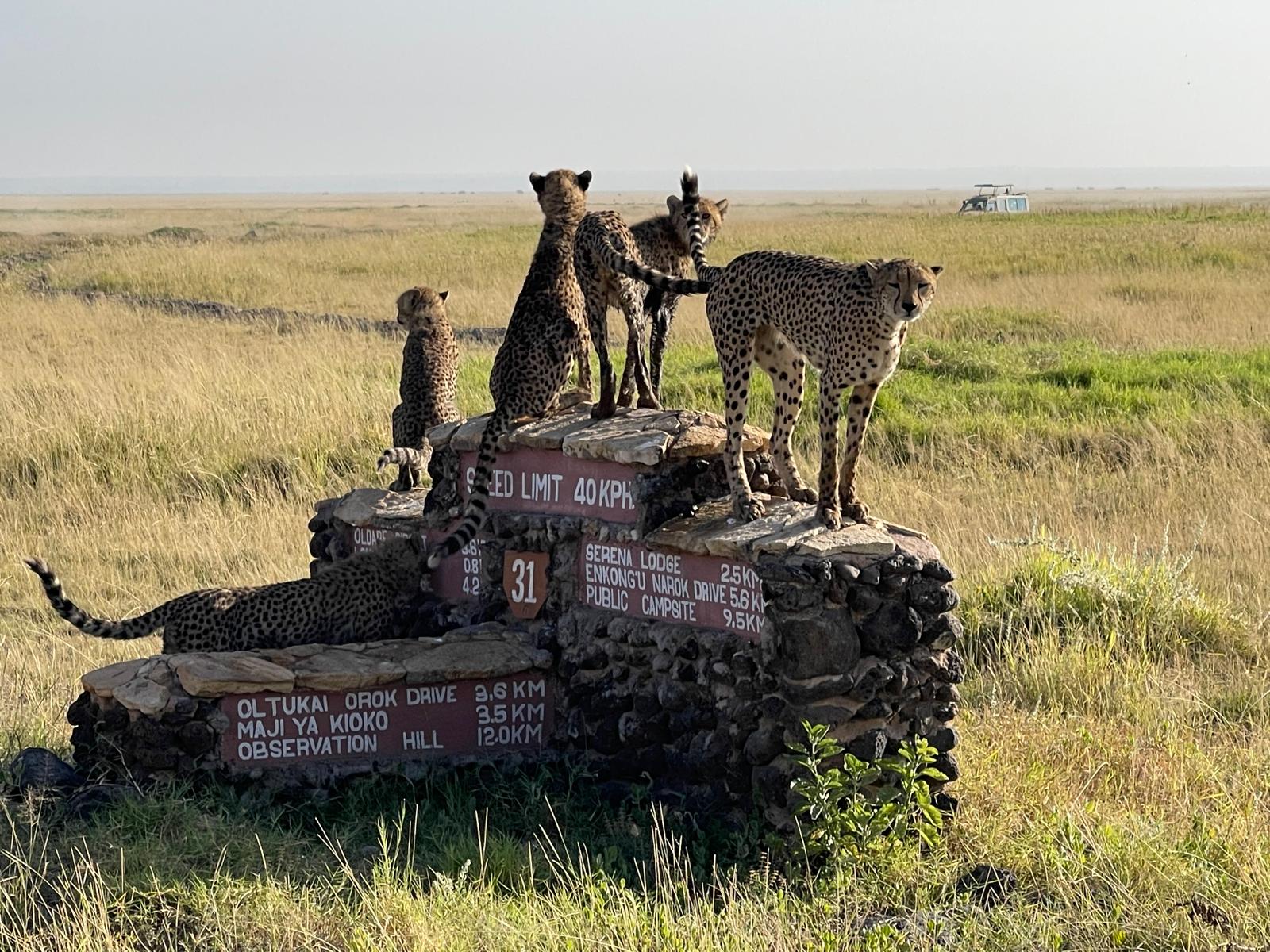 safari afrique kenya